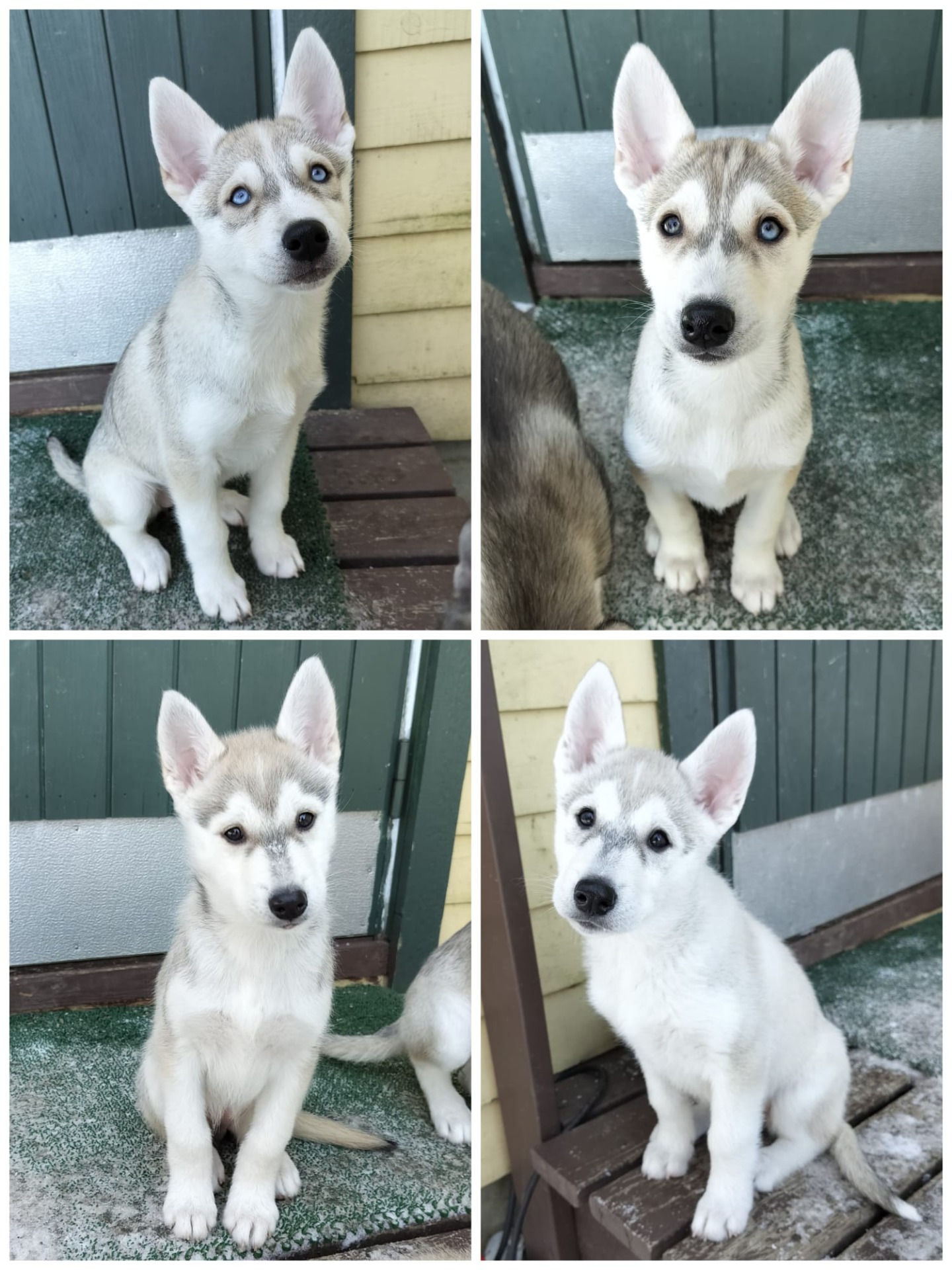 Kalla, Winky, Skylar ja Bonbon