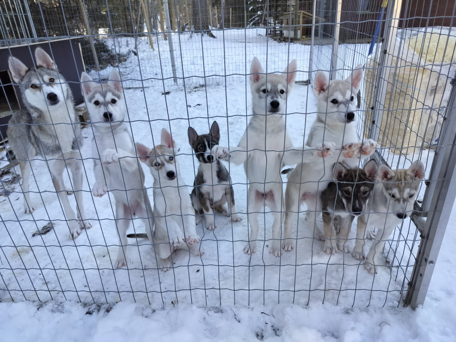 Nunnunen + Skylar, Kalla, Soma, Seppo, Bonbon, Hemmo ja Winky